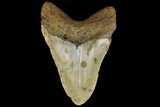 Fossil Megalodon Tooth - North Carolina #109779-1